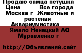 Продаю самца петушка › Цена ­ 700 - Все города, Москва г. Животные и растения » Аквариумистика   . Ямало-Ненецкий АО,Муравленко г.